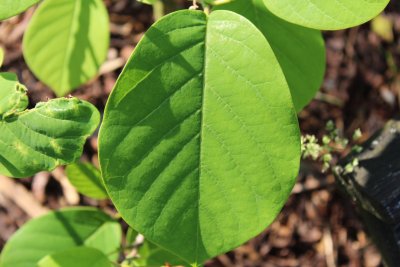 Magnolia Wilsonii - šácholan Wilsonův - list (2)